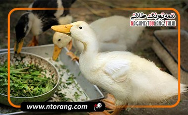 تغذیه اردک در دوره رشد و قبل از تخم‌گذاری